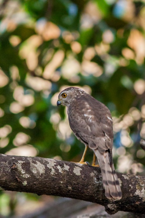 Juvenile Shikra (Accipiter badius)