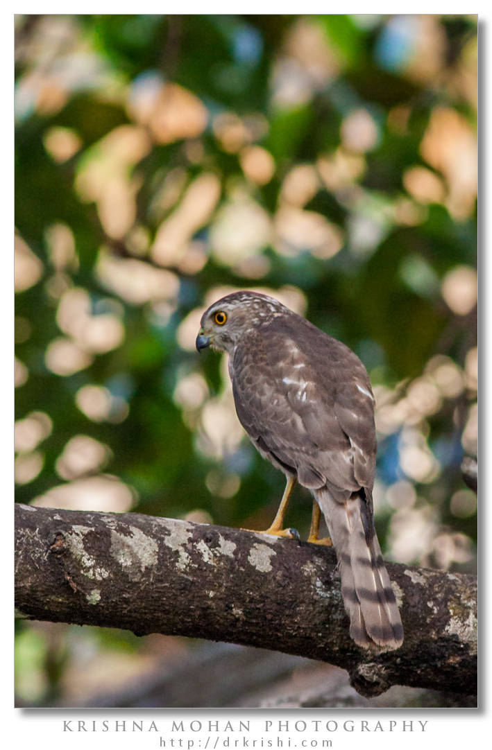 Juvenile Shikra (Accipiter badius)