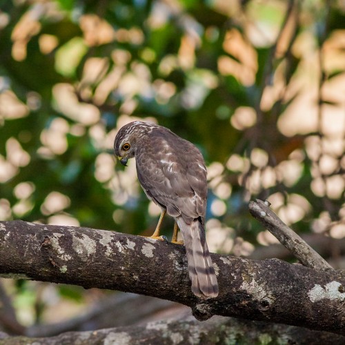 Juvenile Shikra (Accipiter badius)