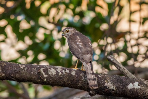 Juvenile Shikra (Accipiter badius)