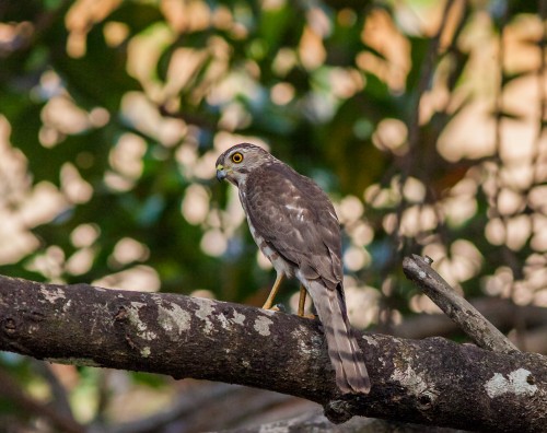 Juvenile Shikra (Accipiter badius)