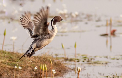 Northern Pintail