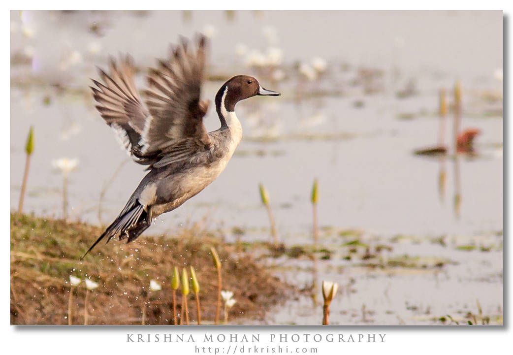 Northern Pintail