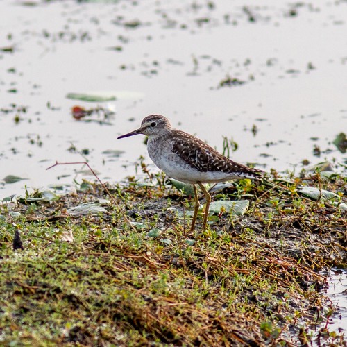 Wood Sandpiper