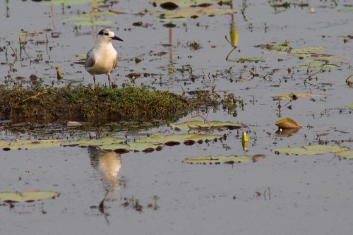 Whiskered Tern