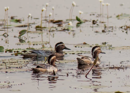 Garganey