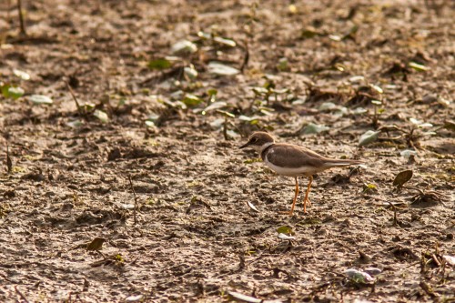 Little Ringed Plover