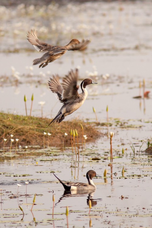 Northern Pintail