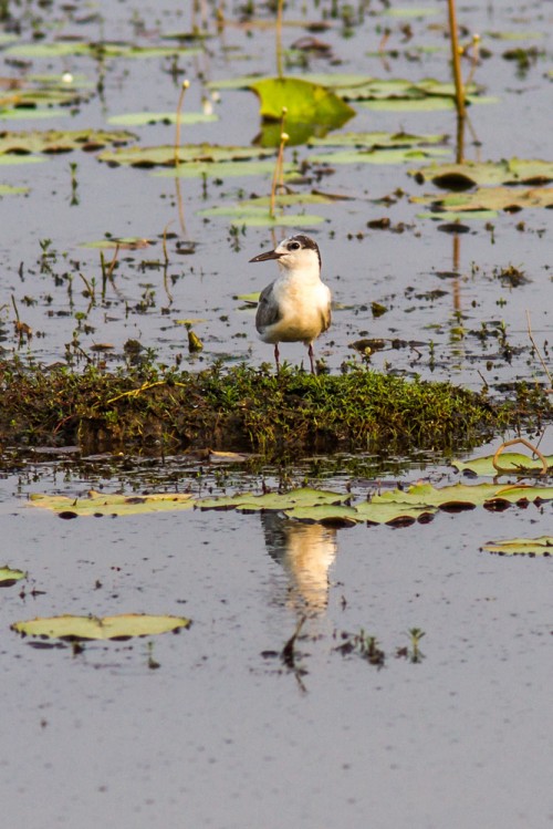 Whiskered Tern