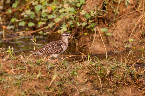 Wood Sandpiper