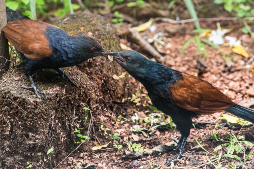 Greater Coucal feeding Subadult