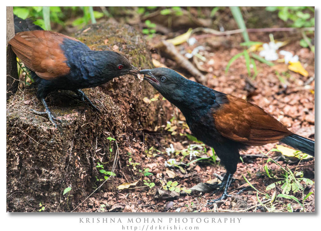 Greater Coucal feeding Subadult