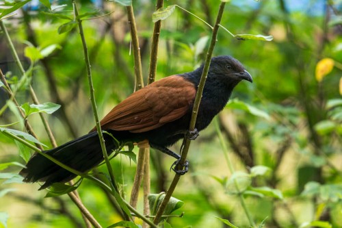 Subadult Greater Coucal