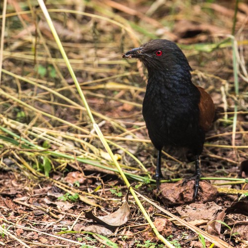 Greater Coucal