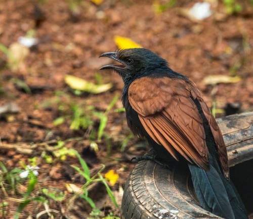 Subadult Greater Coucal