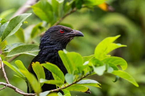 Greater Coucal