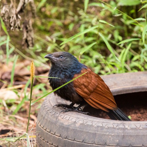 Subadult Greater Coucal