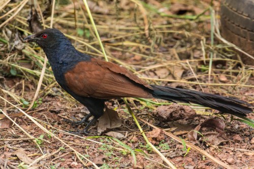 Greater Coucal