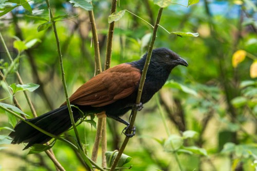 Nictitating Membrane of the Subadult Greater Coucal