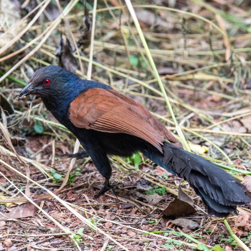 Greater Coucal