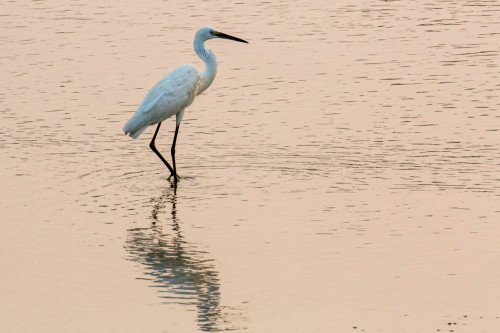 Little Egret