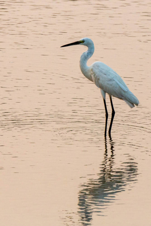 Little Egret