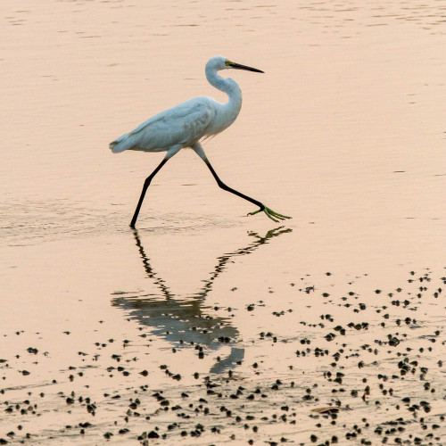 Little Egret