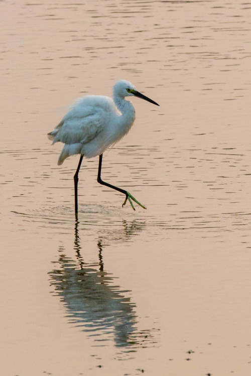 Little Egret