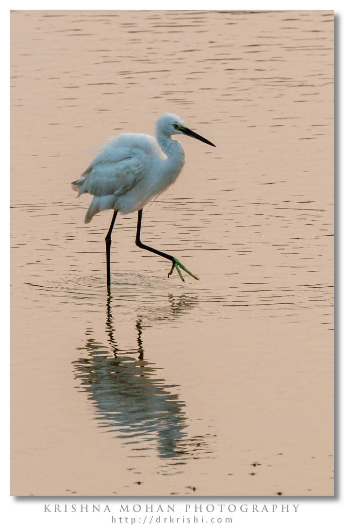 Little Egret