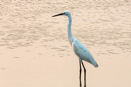 Little Egret