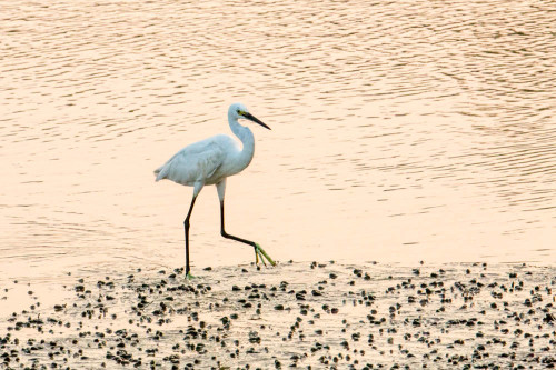 Little Egret