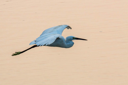 Little Egret