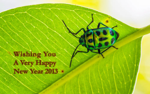 Happy New Year 2013