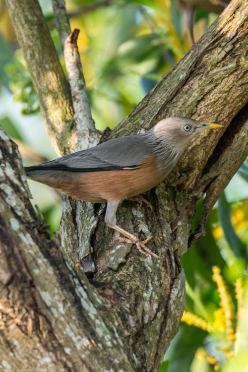 Chestnut-tailed Starling