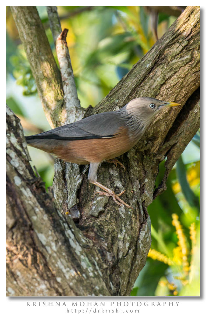 Chestnut-tailed Starling