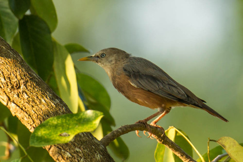 Chestnut-tailed Starling