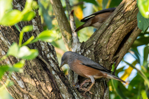 Chestnut-tailed Starling