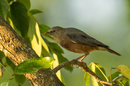 Chestnut-tailed Starling