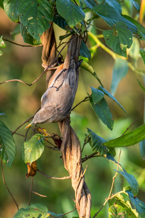 Chestnut-tailed Starling