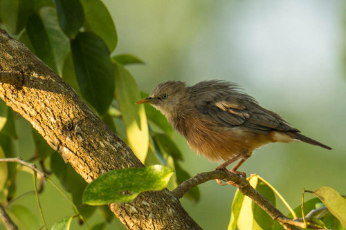 Chestnut-tailed Starling