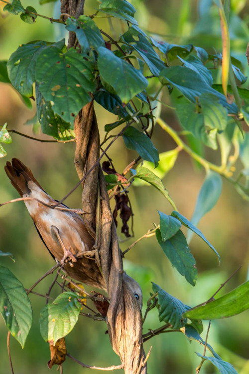 Chestnut-tailed Starling