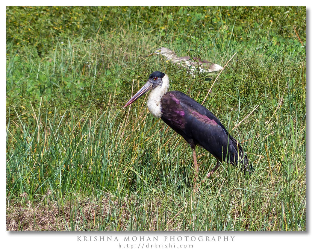 Wooly Necked Stork