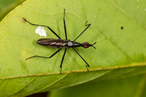 Banana Stalk Fly 