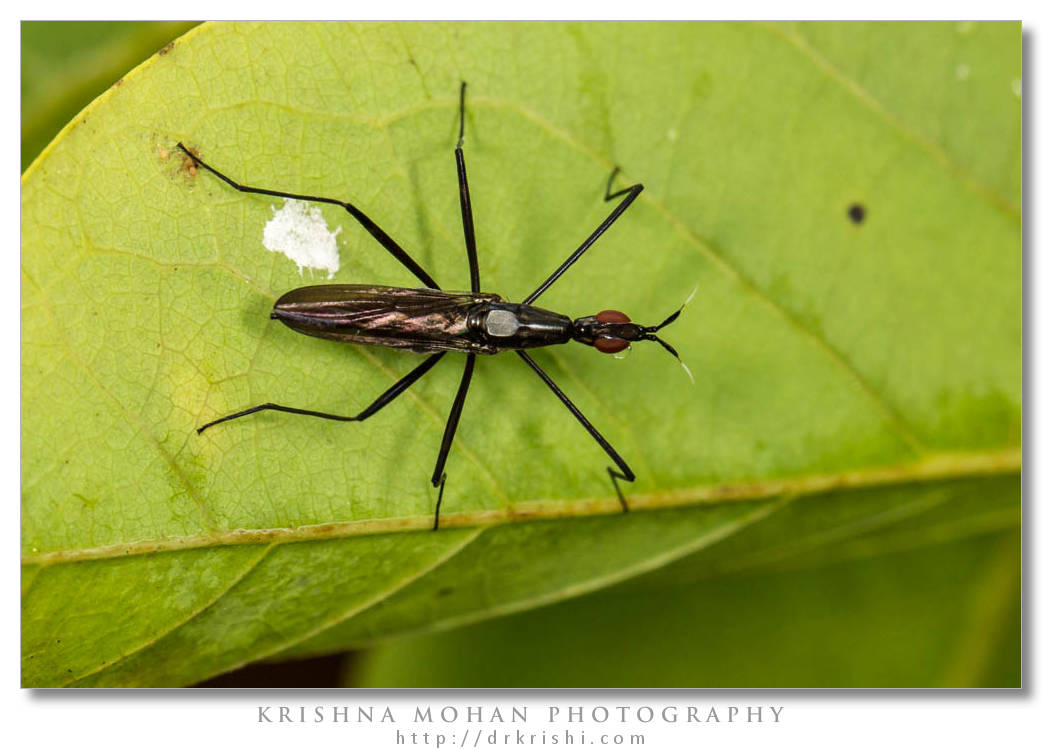 Banana Stalk Fly (Telostylinus lineolatus)