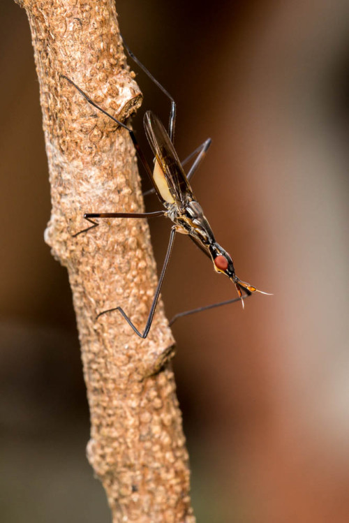 Banana Stalk Fly 