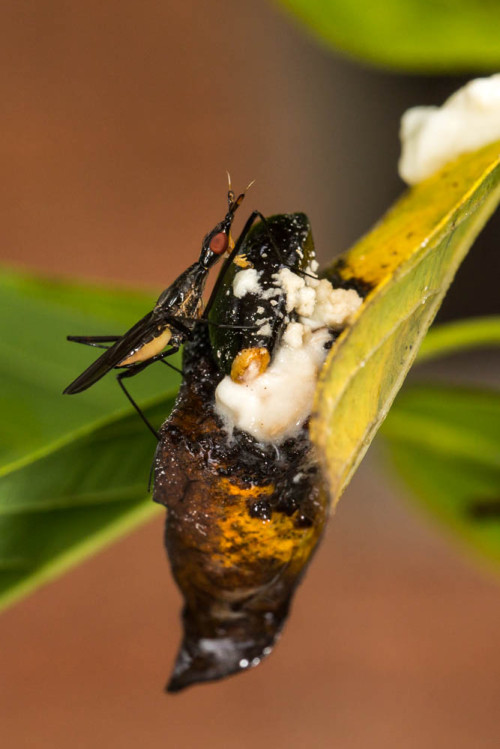 Banana Stalk Fly Tasting Sugar Apple