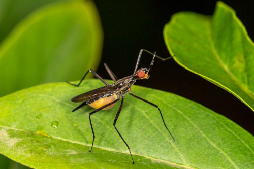 Banana Stalk Fly 