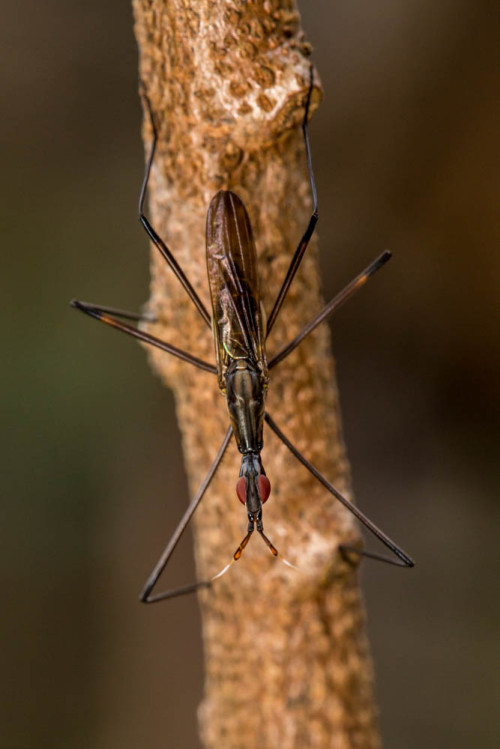 Banana Stalk Fly 