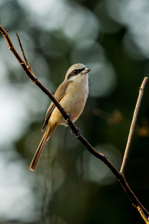 Brown Shrike