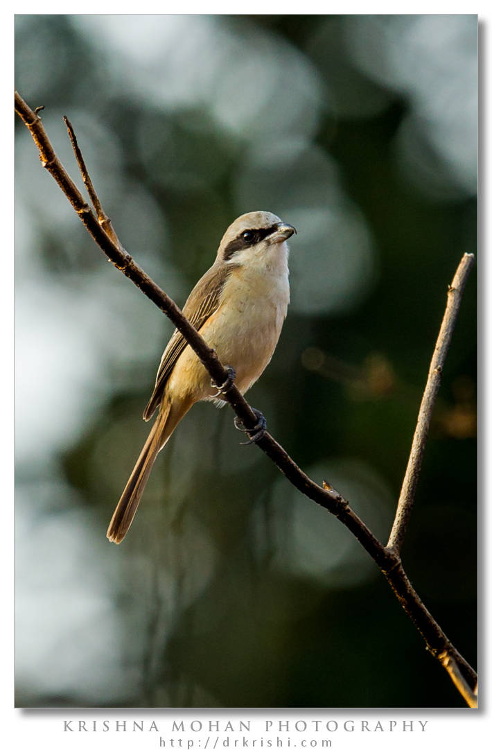 Brown Shrike